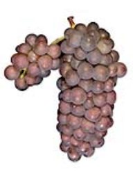 Pinot Grigio (Lanza Vineyards) (1 Ton)