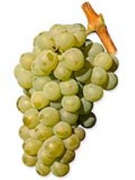 Sauvignon Blanc (Lanza Vineyards) (36lb)