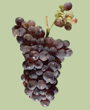 Sangiovese