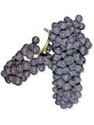 Pinotage (Mettler Family Vineyards) (Lodi) (1 Ton)