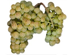 Albarino  (36 LB)