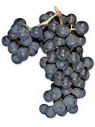 Cabernet Sauvignon - 8 Clone (Lanza Vineyards) (36lb)