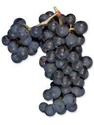 Cabernet Sauvignon - 169 clone (Lanza Vineyards) (36lb)