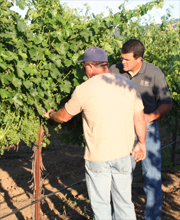Lanza Vineyards Ron and Larry Lanza Tend Vines
